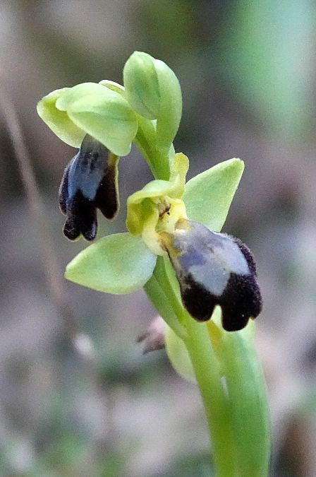 Ophrys forestieri  - Pau Barnés