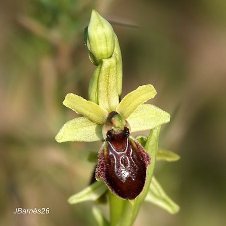 Ophrys arachnitiformis  - Pau Barnés