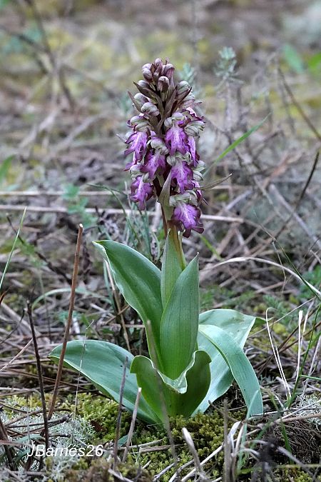 Himantoglossum robertianum  - Pau Barnés