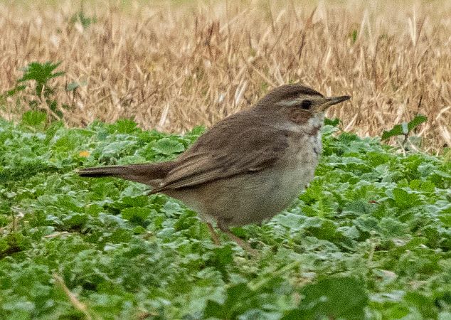 Cotxa blava  - Màrius Domingo