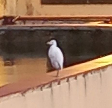 Esplugabous  - Màrius Domingo