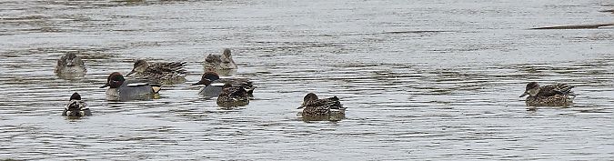 Xarxet comú  - Màrius Domingo