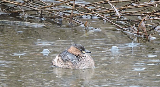 Cabusset  - Màrius Domingo