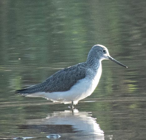 Gamba verda  - Màrius Domingo