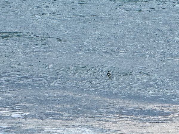 Cabussó gris  - Andreu Escolà Llevat