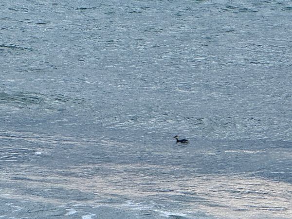 Cabussó gris  - Andreu Escolà Llevat