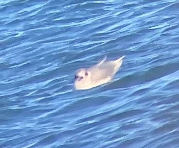 Gaviota Cabecinegra  - Carlos Lopez