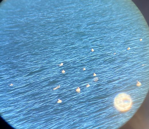 Gavina capnegra  - Carlos Lopez