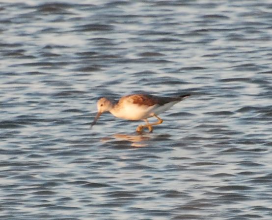 Archibebe Fino  - Carlos Lopez