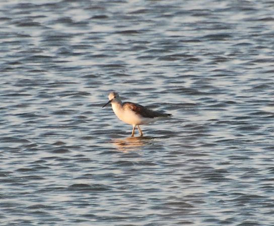 Siseta  - Carlos Lopez