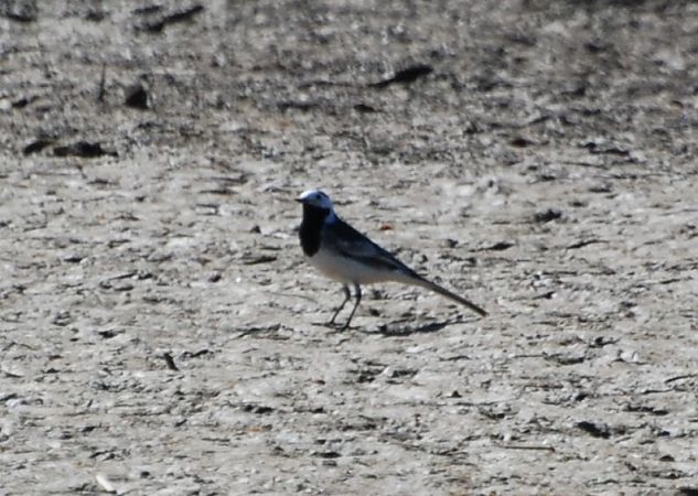 Cuereta blanca endolada  - Carlos Lopez
