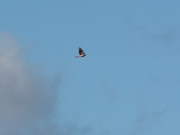 Astor / Esparver vulgar  - Pitu Nolla