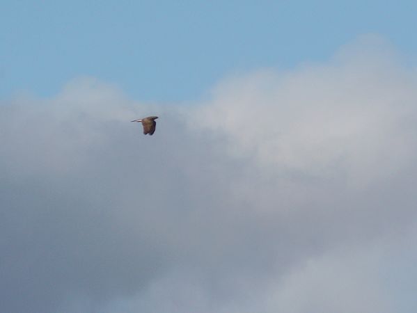 Astor / Esparver vulgar  - Pitu Nolla