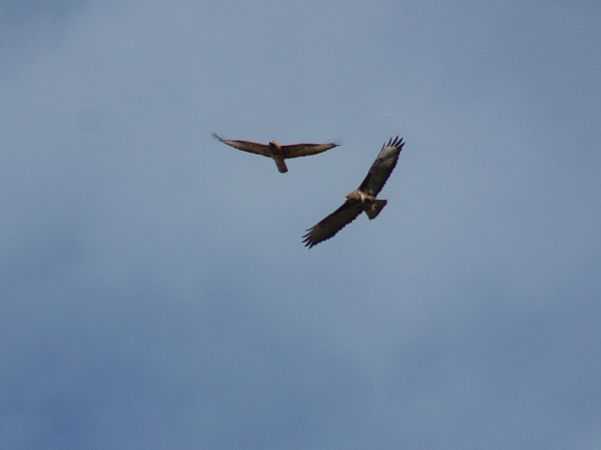 Aligot comú  - Pitu Nolla