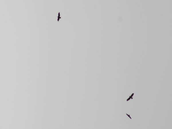 Aligot comú  - Pitu Nolla