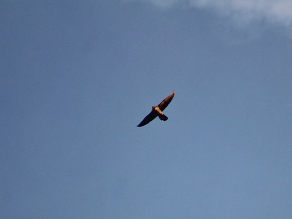 Falcó pelegrí  - Pitu Nolla