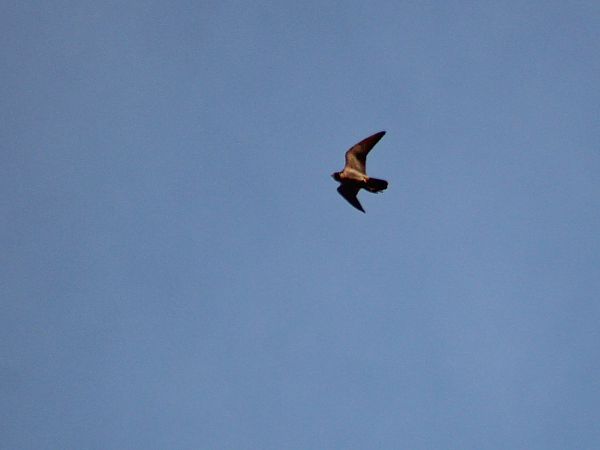 Falcó pelegrí  - Pitu Nolla