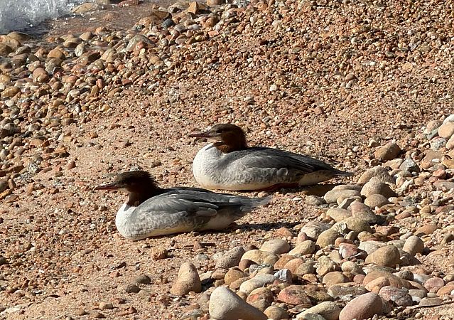 Bec de serra gros  - Joan Diví