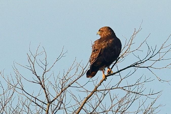 Aligot comú  - Joaquim Bonfill