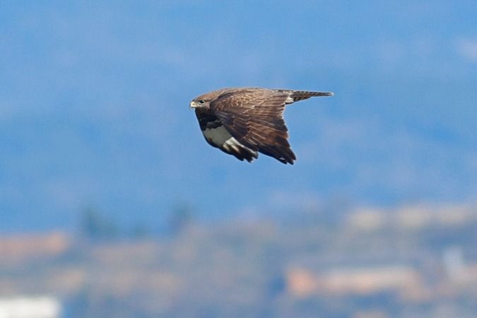 Aligot comú  - Joaquim Bonfill