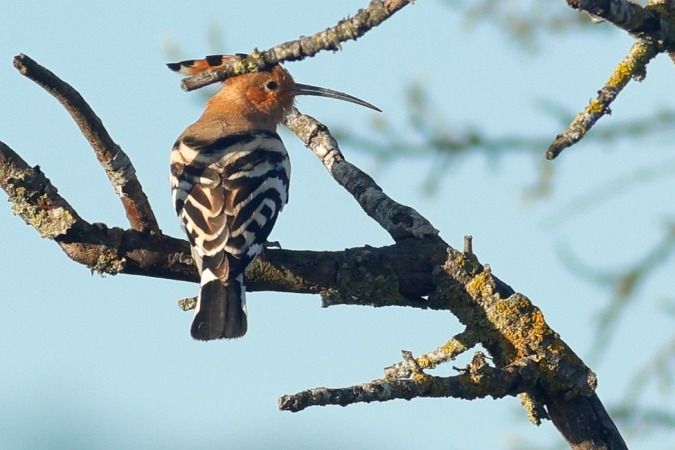 Puput  - Joaquim Bonfill