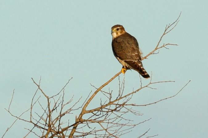 Esmerla  - Joaquim Bonfill