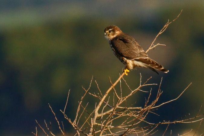 Esmerla  - Joaquim Bonfill