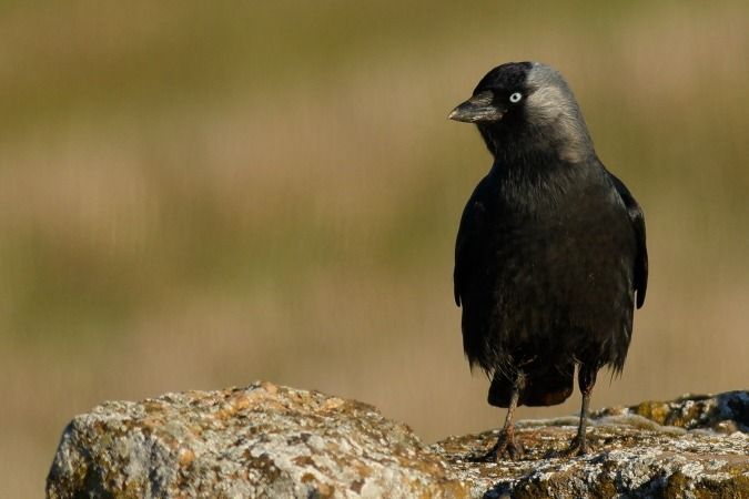Gralla  - Joaquim Bonfill