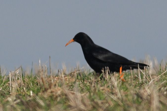 Gralla de bec vermell  - Joaquim Bonfill