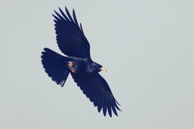 Gralla de bec vermell  - Joaquim Bonfill