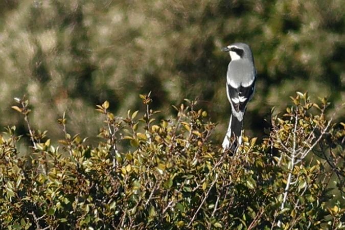 Botxí meridional  - Joaquim Bonfill