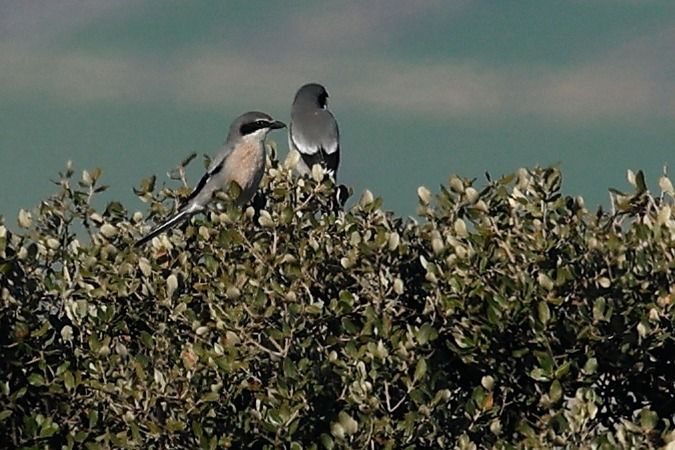 Botxí meridional  - Joaquim Bonfill