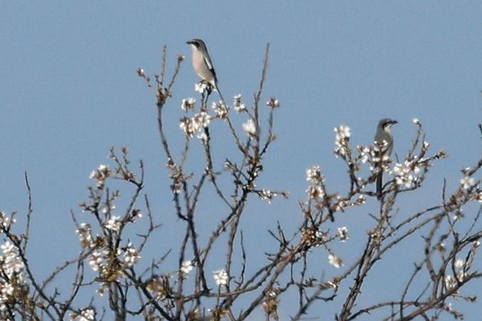 Botxí meridional  - Joaquim Bonfill
