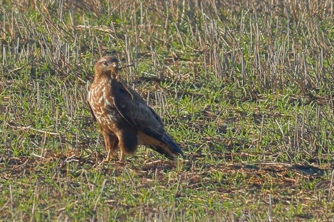 Aligot comú  - Joaquim Bonfill