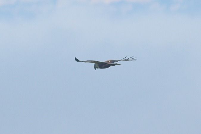 Arpella vulgar  - Joaquim Bonfill