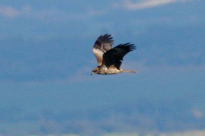 Milà negre  - Joaquim Bonfill