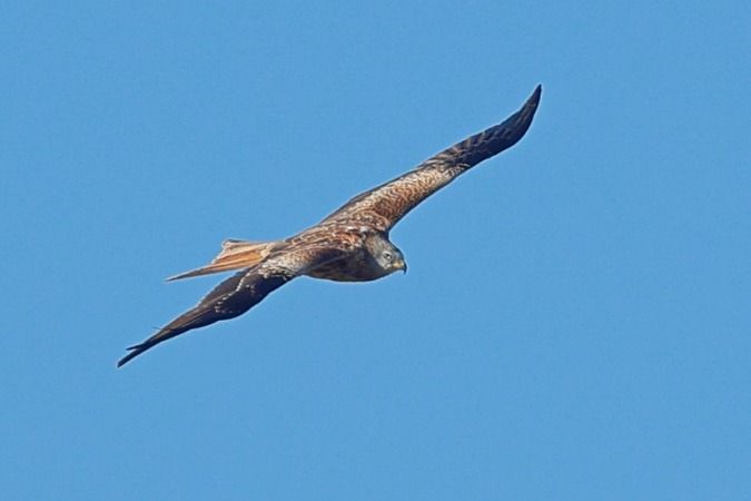 Milà reial  - Joaquim Bonfill