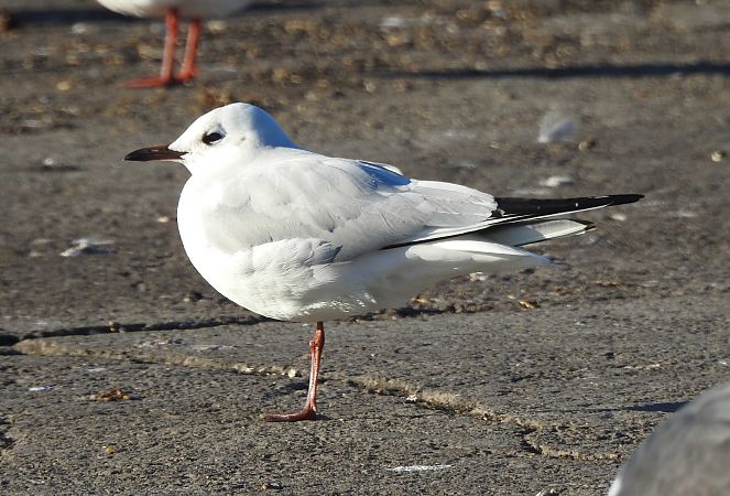 Gavina de Bonaparte  - Raül Aymí