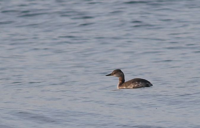 Cabussó gris  - Vittorio Pedrocchi