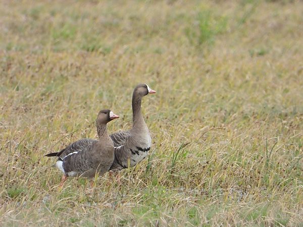 Oca riallera grossa  - Feliu López i Gelats