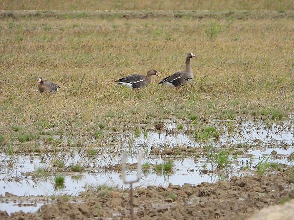 Ánsar Careto  - Feliu López i Gelats