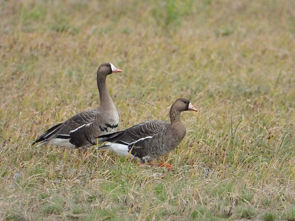 Greater White-fronted Goose  - Feliu López i Gelats