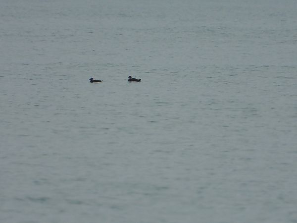 Ànec negre  - Feliu López i Gelats