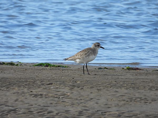 Chorlito Gris  - Feliu López i Gelats
