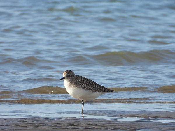 Pigre gris  - Feliu López i Gelats