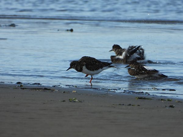 Remena-rocs  - Feliu López i Gelats