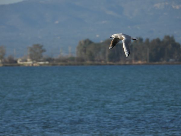 Gavina capblanca  - Feliu López i Gelats