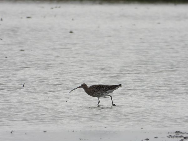 Becut  - Feliu López i Gelats