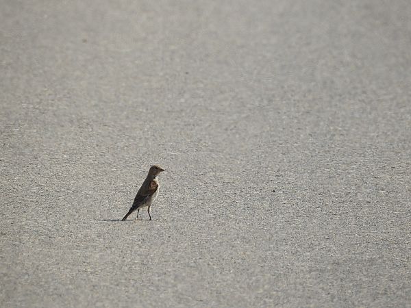 Terrerola vulgar  - Feliu López i Gelats