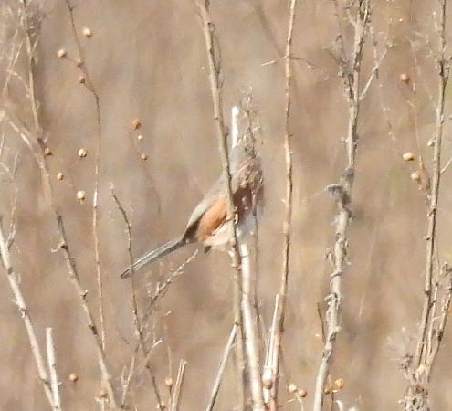 Tallareta cuallarga  - Antoni Mariné